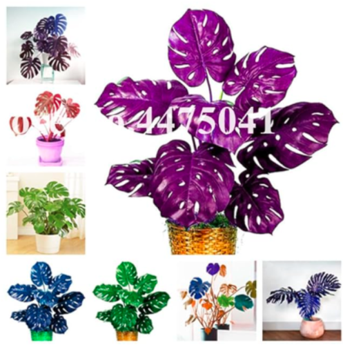 Palm Turtle Leaves Monstera Seeds (Color: Mix)