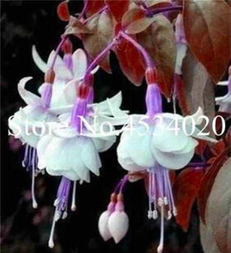 Multicolor Double Petals Fuchsia Seed Potted Flower (Color: 9)