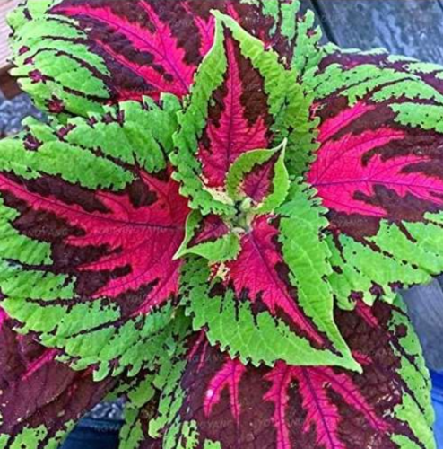 Coleus Plants Seeds Rainbow Coleus Garden Flowers