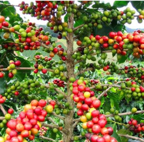 Coffee Tree Nasiona kawy Seeds, Koffiezaad,Kaffeesamen