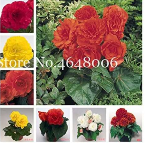 Multi-Flap Flower Seed for Garden Home Jardin Flores Indoor Plant Chinese Malus Spectabilis - (Color: mixed)