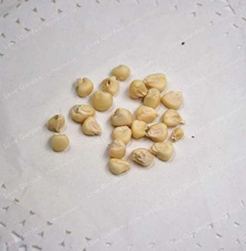 White Corn Seeds