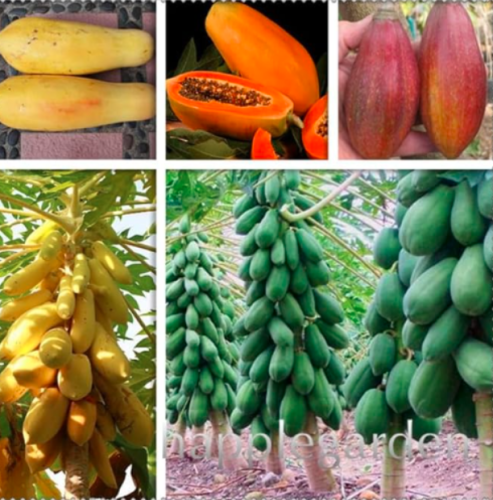 Papaya Seed Organic Heirloom Fruit (Color: Mix)
