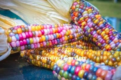 Rainbow Sweet Corn Seeds (Color: Mixed)