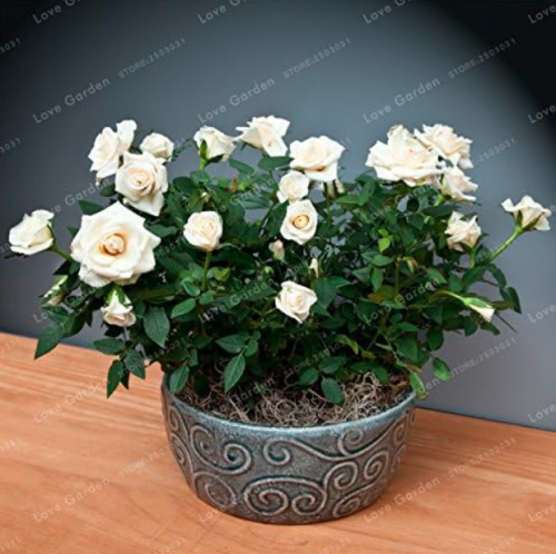 Copy Mini Rose Seed Miniature Rose Seed (Color: 9)