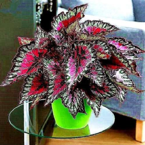 Janpanse Seed Coleus Plant Foliage Plants Perfect Color Rainbow Dragon