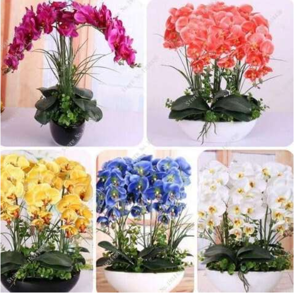 GrowFlowerOrchidPhalaenopsisSeeds100PCS*SeedHomeOrganicPhalaenopsisMiniSeeds-(Color:Mixed)