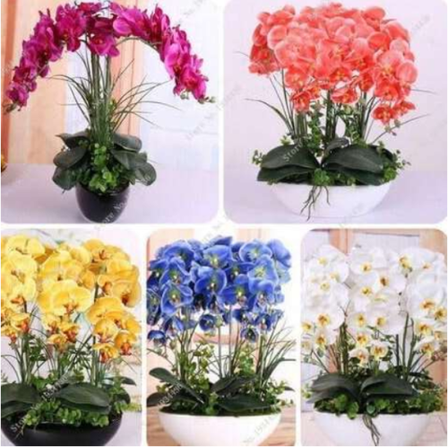 Grow Flower Orchid Phalaenopsis Seeds 100 PCS * Seed Home Organic Phalaenopsis Mini Seeds - (Color: Mixed)
