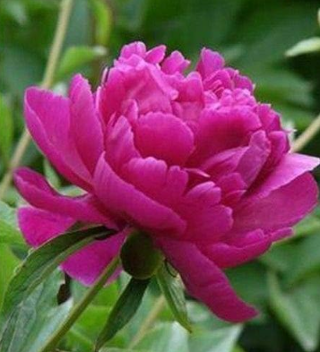 CinnabarPinkFlowerSeedsChinesePeonyPaeoniaSuffruticosaTree