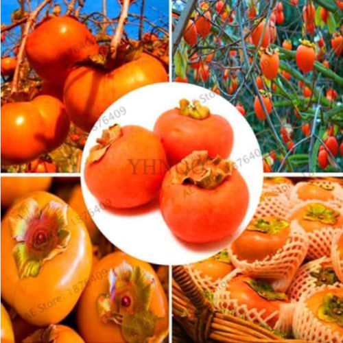 Japanese Persimmon Fruit Tree Seed Non-GMO Fruit Flores Home Garden Plant Diospyros Kaki planta