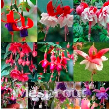 FuchsiaSeedFuchsiasFlower(Color:18)