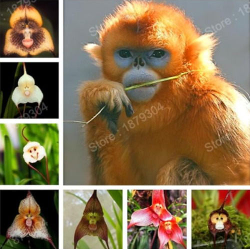 Chinese Monkey face Orchids Flower Flores Rare Orchids (Color: Mix)