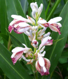 Alpinia Galanga | Grand Galangal | Siamese Ginger