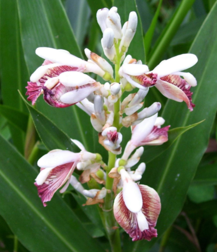 Alpinia Galanga | Grand Galangal | Siamese Ginger