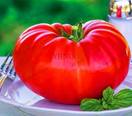 The World's Largest Beefsteak Tomato Seeds