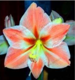 Amaryllis Bulb