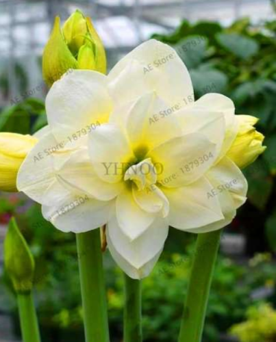 Amaryllis Bulb