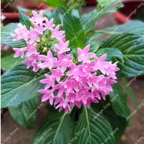 Pentas Lanceolata Flower Seed (Color: 4)