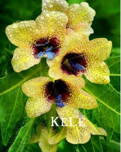 Hyoscyamus Plant Plantas Potted Seeds
