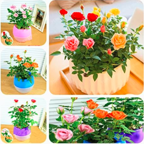 Mini Rose Seed Miniature Rose Seed A Little Cute Plants for Miniature Garden (Color: Mix)