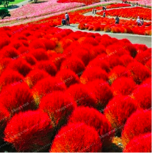Grass Burning Bush Kochia Scoparia Seed Red Garden Ornamental Easy Grow Home Garden - (Color: MIX)