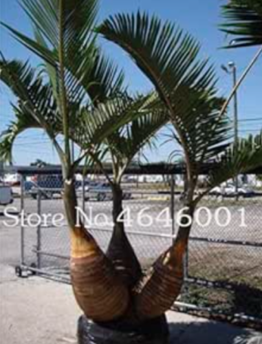 Bottle Palm Seed Exotic Lady Palm Indoor Plants Rhapis Excelsa (Color: 9)