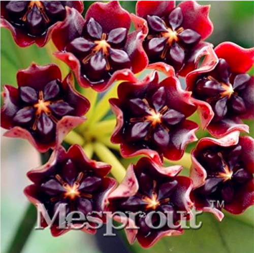 Hoya Kerrii Seed (Hoya Kerrii) Family Seed Gardening Supplies Variety of Flower Seed