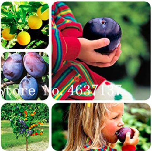 Black Brin Plum Seed, Organic Sweet Fruit Tree Black Krim Very Tasty Prune Fruits Pot Plant - (Color: Mixed)