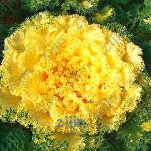 Kale Seed Flowering Ornamental Cabbage Seed (Color: Dark Khaki)