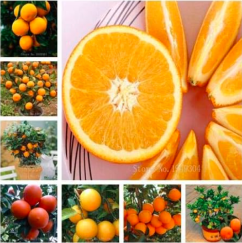 Seed Orange Potted Edible Tangerine Citrus Fruit Dwarf Orange Tree Indoor Plant for Home Garden Plants - (Color: Mix)