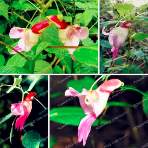 Colorful Like Parrot Orchid Seed Four Seasons