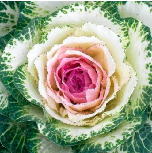 Flowering Ornamental Cabbage Seed Plant Flowering Kale in Seed Or Pot Garden Decoration Flower Seed - (Color: 7)