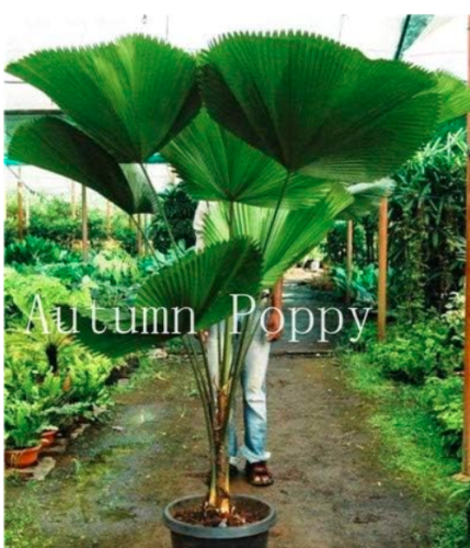 Bottle Palm Tree Seed, Exotic Tree Turtle Flores Tropical (Color: 11)