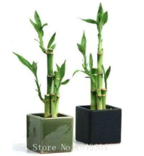 Lucky Bamboo Choose Potted Seed Variety Complete Dracaena Plant (Color: 4)