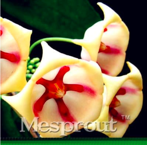 Potted Hoya Carnosa Flower Garden Plants Perennial Planting Orchid (Color: 12)