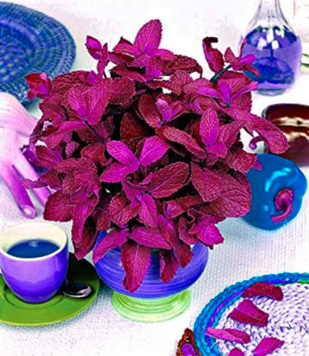 Spearmint red Peppermint Edible Seed 200 Mint Plants Flower Free of Charge