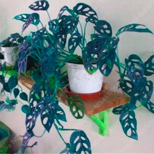 Rare Palm Turtle Leaves Monstera Seed Outdoor Potted Plant Tree Seed Mix Home Perennial Foliage Plants Flower - (Color: 6)