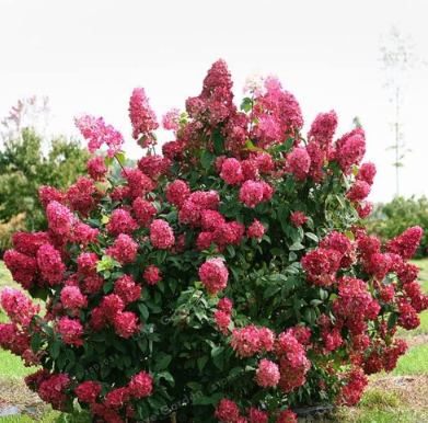 Hydrangea Paniculata 'Vanilla Fraise' Strawberry Hydrangea Seed