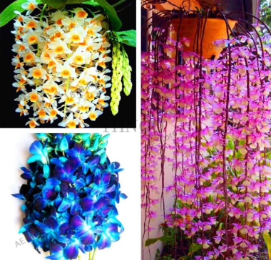 Dendrobium Orchid Flower Potted Garden (Color: Mix)