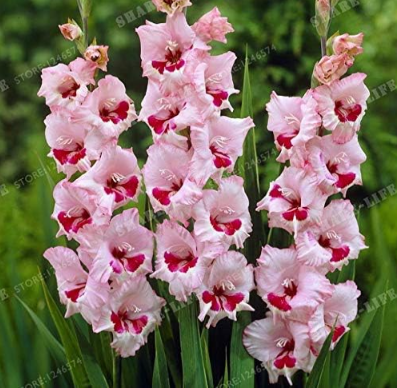 Gladiolus Bulbs, Light Pink with Red Spot Compact Flowers