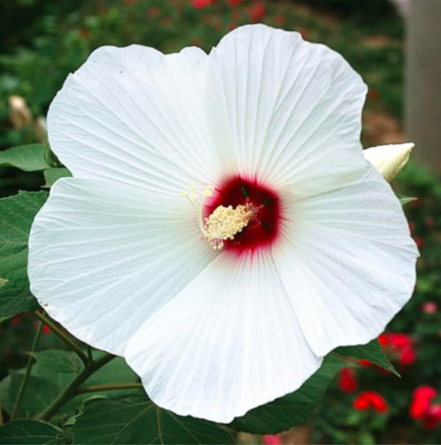 Hibiscus Moscheutos Seed Giant Hibiscus Flower (Color: 1)
