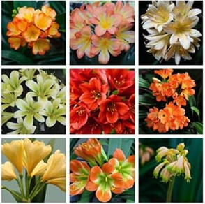 Clivia Miniata Plant Gorgeous Seed Rare Bush Lily Flower Seeds Mixed