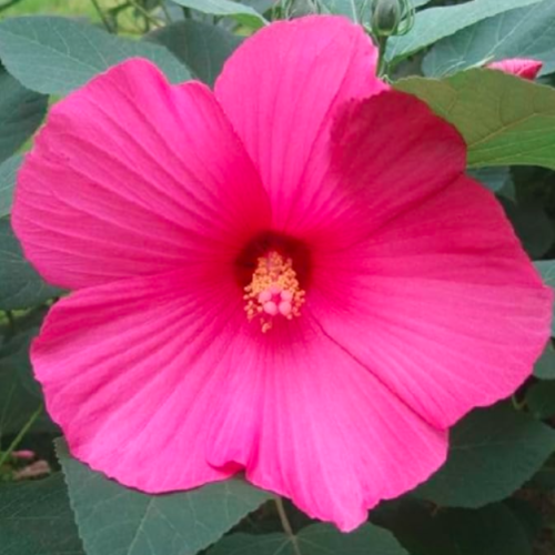 Hibiscus Moscheutos Seed Giant Hibiscus Flower (Color: 2)
