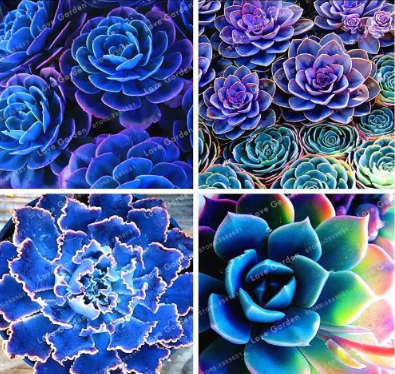 Blue Succulents Witchford Lithops Cactus Seed Beautiful Stone Flower Seed Pseudotruncatella Perennial for Home Garden