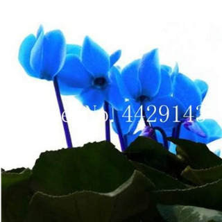 Cyclamen Flower Seeds