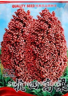 Sorghum Bicolor Seed Plant Home Garden