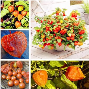 Chinese Lantern Plant Seeds, Physalis Alkekengi
