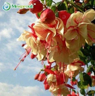 Multicolor Fuchsia Seed Lantern Flower Indoor Balcony Seed Flower Seed