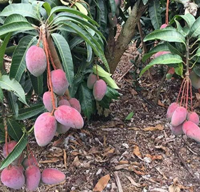 Mango Seed Fruit Seed Mangifera Indica Perennial Indoor Subtropocics for Home Garden Pot Plant Easy Grow