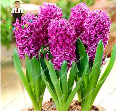 Hyacinth Seed Seed Hydroponic Flower Seed (not Hyacinth Bulb) Fragrant Forever Missing Outdoor Plant